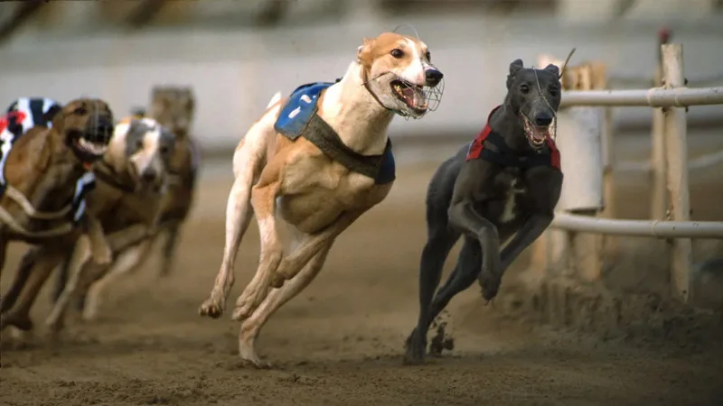 Cá cược đua chó Sun52 và hướng dẫn cách chơi cùng tân thủ 1 Cược đua chó Sun52 được nhiều người yêu thích