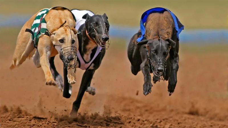 Cá cược đua chó Sun52 và hướng dẫn cách chơi cùng tân thủ 2 Học hỏi mẹo để cược đua chó mang đến chiến thắng